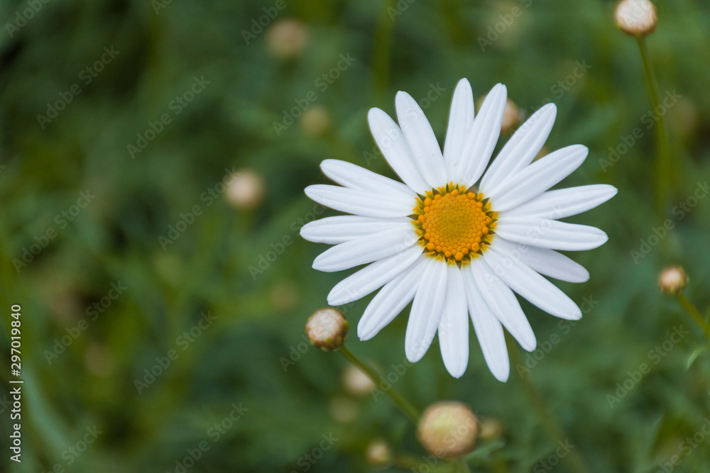 Obraz premium beautiful flower