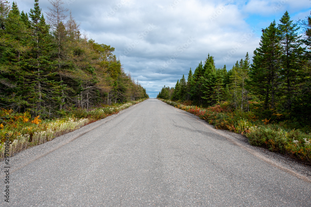 Fototapeta premium Country road with autumn trees and shrubs along the sides. The sky is cloudy with blue in the background. The long paved road is in the center with the foreground leading the eyes to the top of a hill