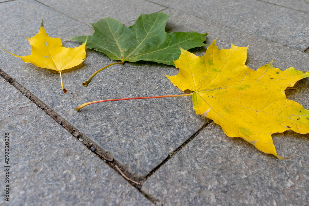 Colorful autumn fall maple leaves on the pavement with copy space Colorful autumn fall maple leaves on the pavement with copy space