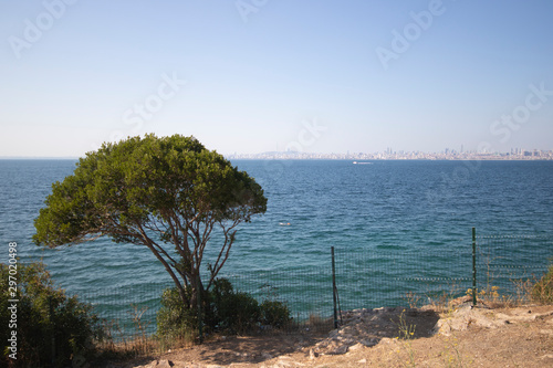 Seascape and single tree on the beach. Istanbul city on the horizon.