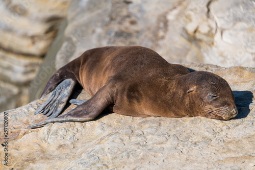 sea lion takin a nap