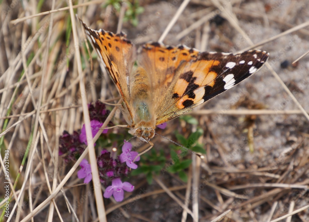 Obraz premium Schmetterling auf dem Feld