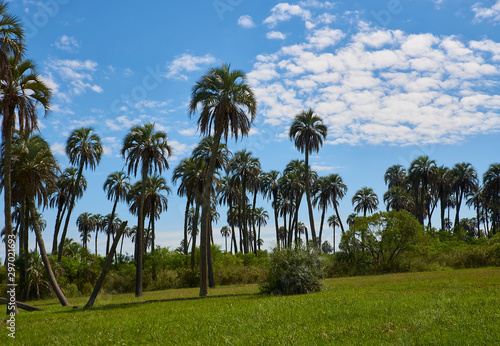 panorama in native palm forest
