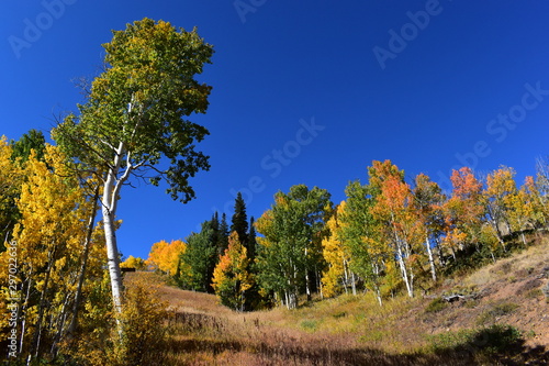 Colorado yellow and orange aspen