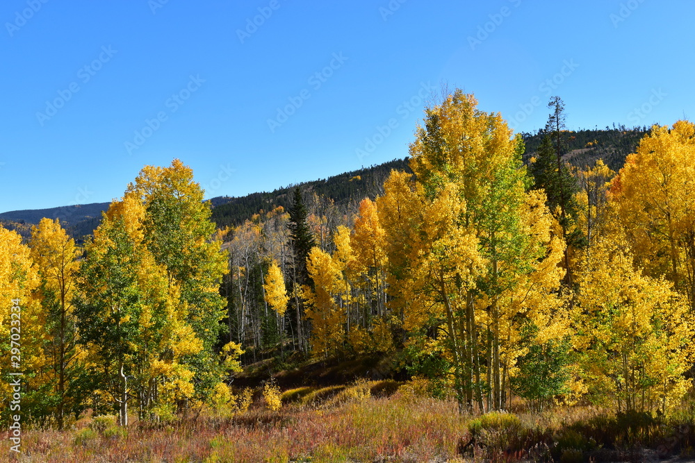Colorado yellow and orange aspen