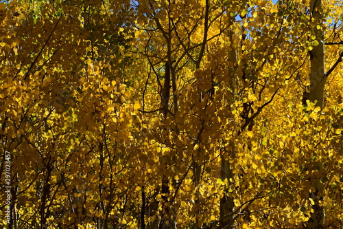 Colorado yellow aspen