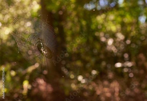 spider web in native palm forest © David