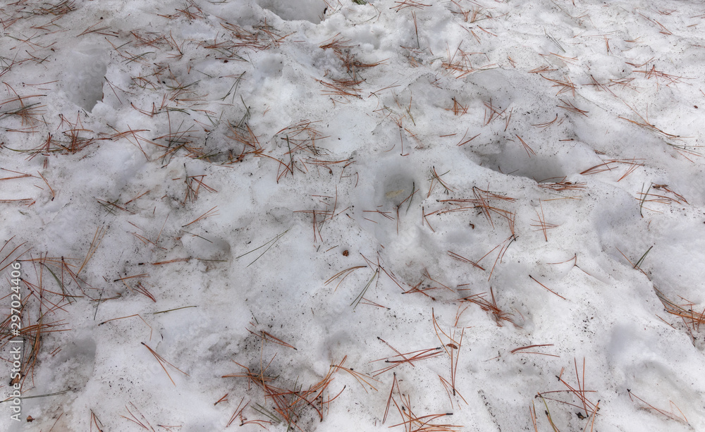 Αυτοκόλλητο foorprints in Durty snow with dead pine spikes, Nevada