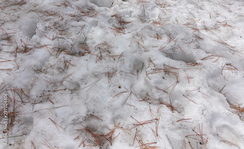 Canvas Print foorprints in Durty snow with dead pine spikes, Nevada