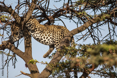 Leopard resting in a tree in the Serengeti National Park