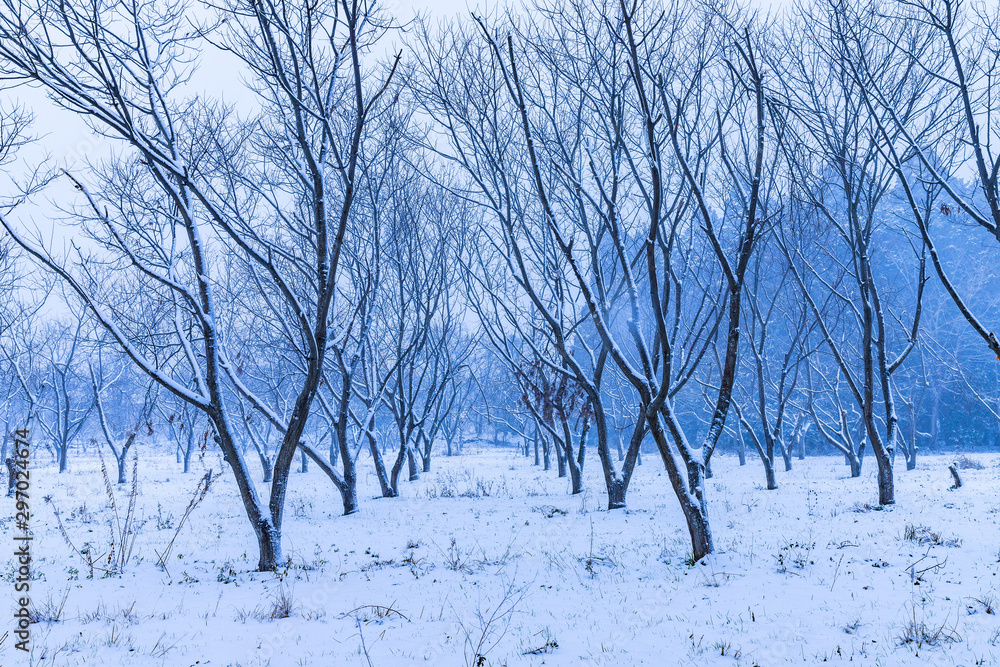 Φωτογραφία 一生に一度は雪のメタセコイア並木を見に行こう！