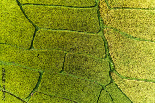 Aerial Drone Photography Top down of green and golden rice fields with Beautiful light of nature in the morning