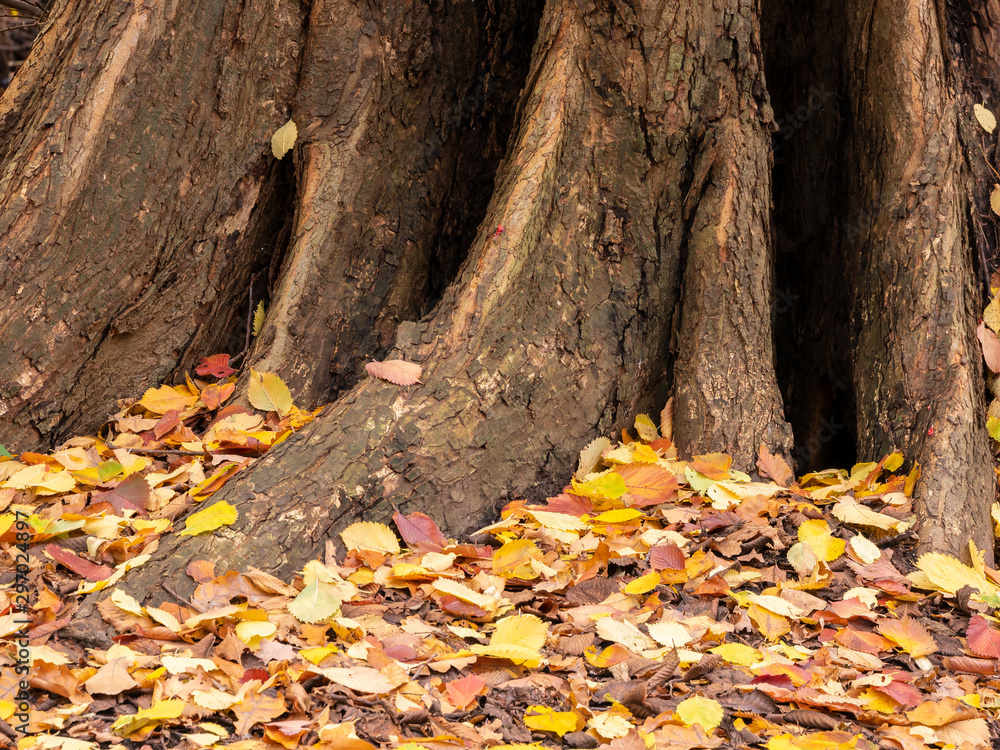 Multicoloured Fallen Leaves Under A Tree In Autumn Multicoloured Fallen Leaves Under A Tree In Autumn