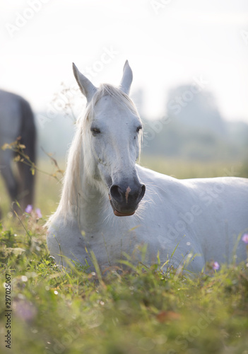 horse in a field