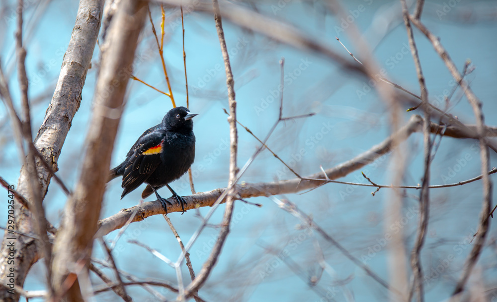 Red-Winged Black Bird on a branch in a park Red-Winged Black Bird on a branch in a park