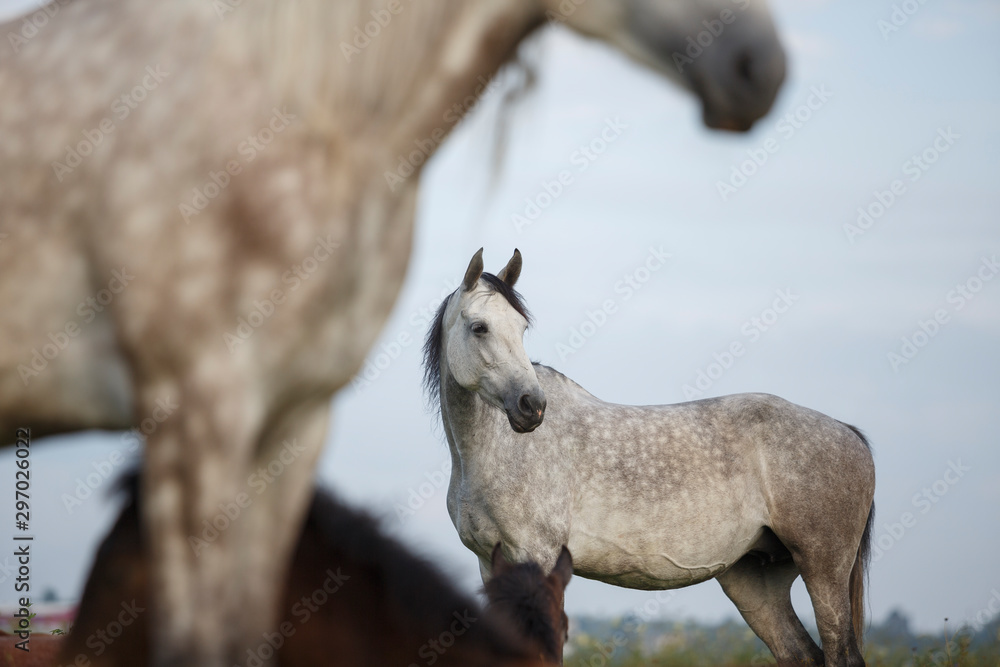 Fototapeta premium portrait of an orlov trotter horse