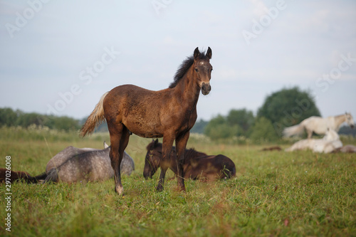  foal and a herd of horses at the field