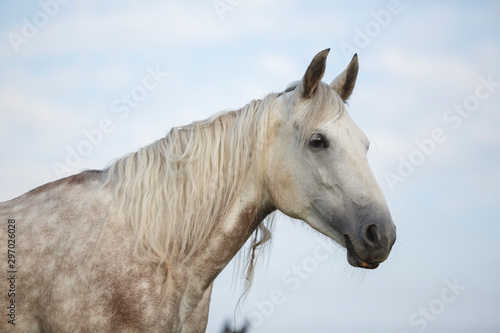 portrait of a horse © Daria