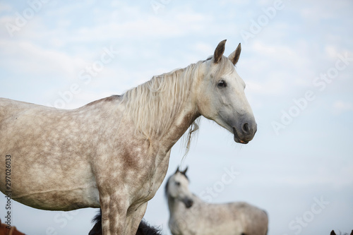 portrait of an orlov trotter horse