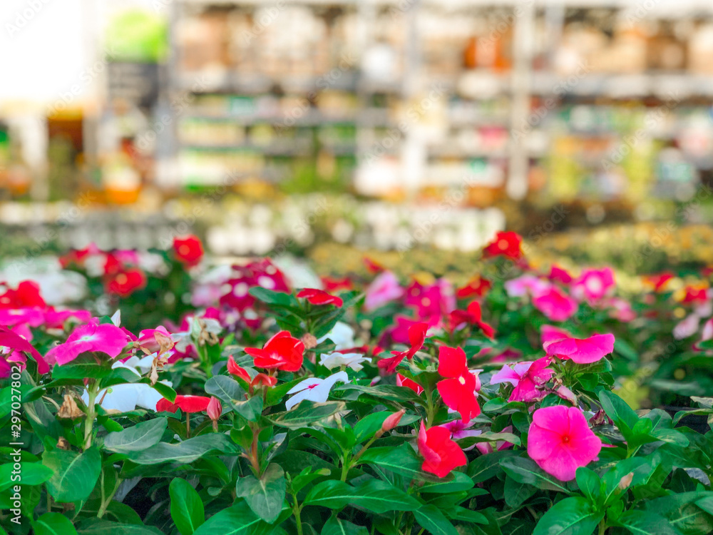 Rows of colorful flowers and plants for sale at a garden nursery center and green house.