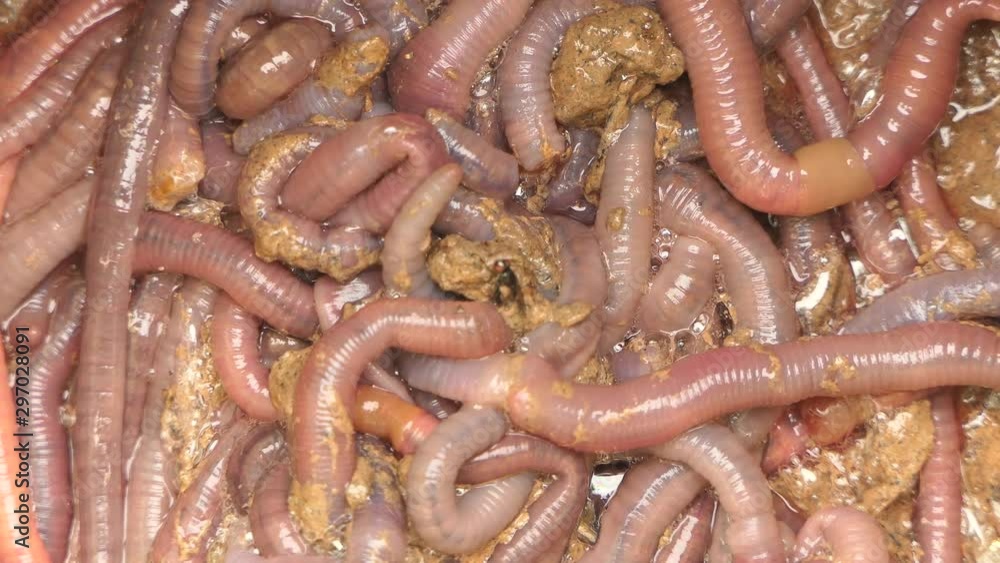 Many red earthworms bait for fishing Many red earthworms bait for fishing