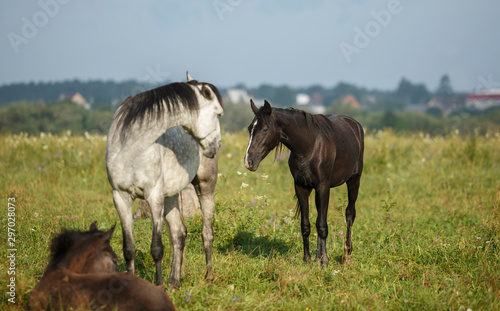 horses grazing in field © Daria