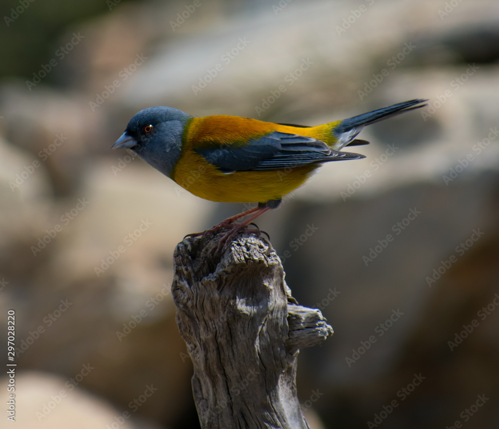 Fototapeta premium grey hooded sierra finch in Torres del Paine National Park, Patagonia Chile