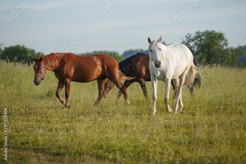 horses in a green field