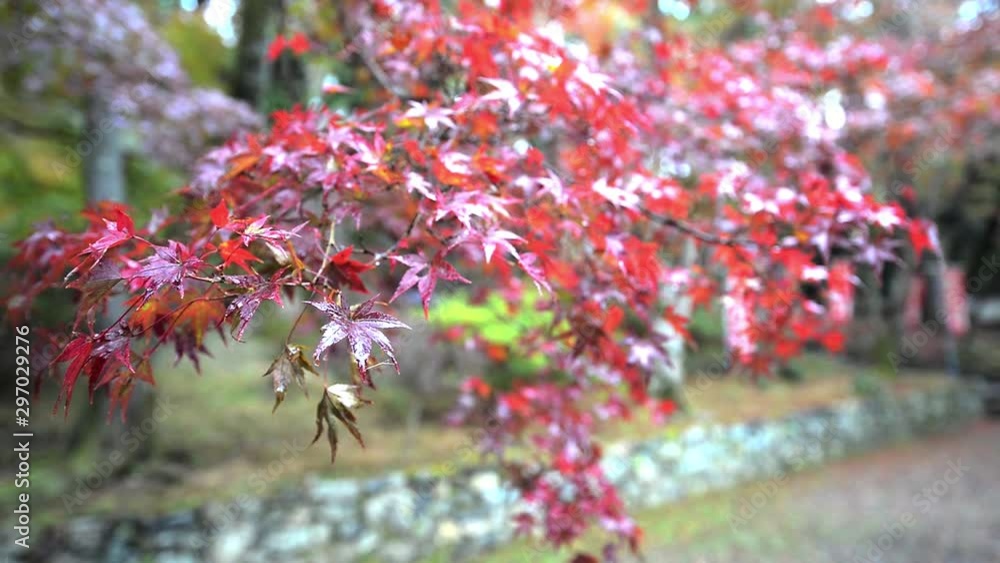 Autumn in Japan Kyoto, entrance of the temple Bishamon-do covered with red leaves Autumn in Japan Kyoto, entrance of the temple Bishamon-do covered with red leaves