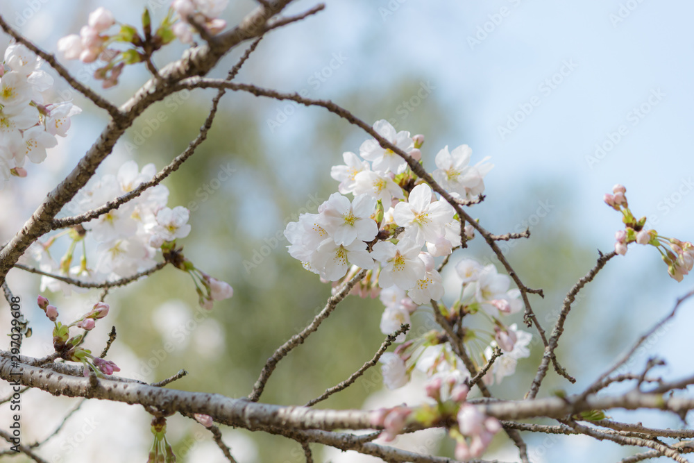かわいい桜