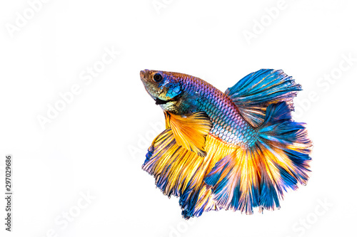 Multi color Siamese fighting fish Rosetail  half moon  fighting fish Betta splendens also sometimes colloquially known as the Betta is one of the most popular aquarium fish on White Background