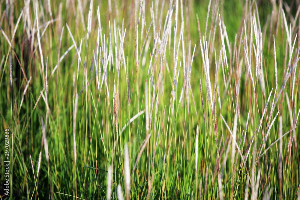 close up of beautiful reeds grass field close up of beautiful reeds grass field