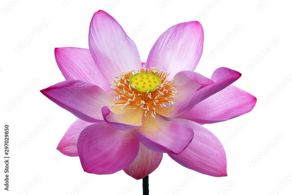 close up of beautiful lotus flower isolated on white background