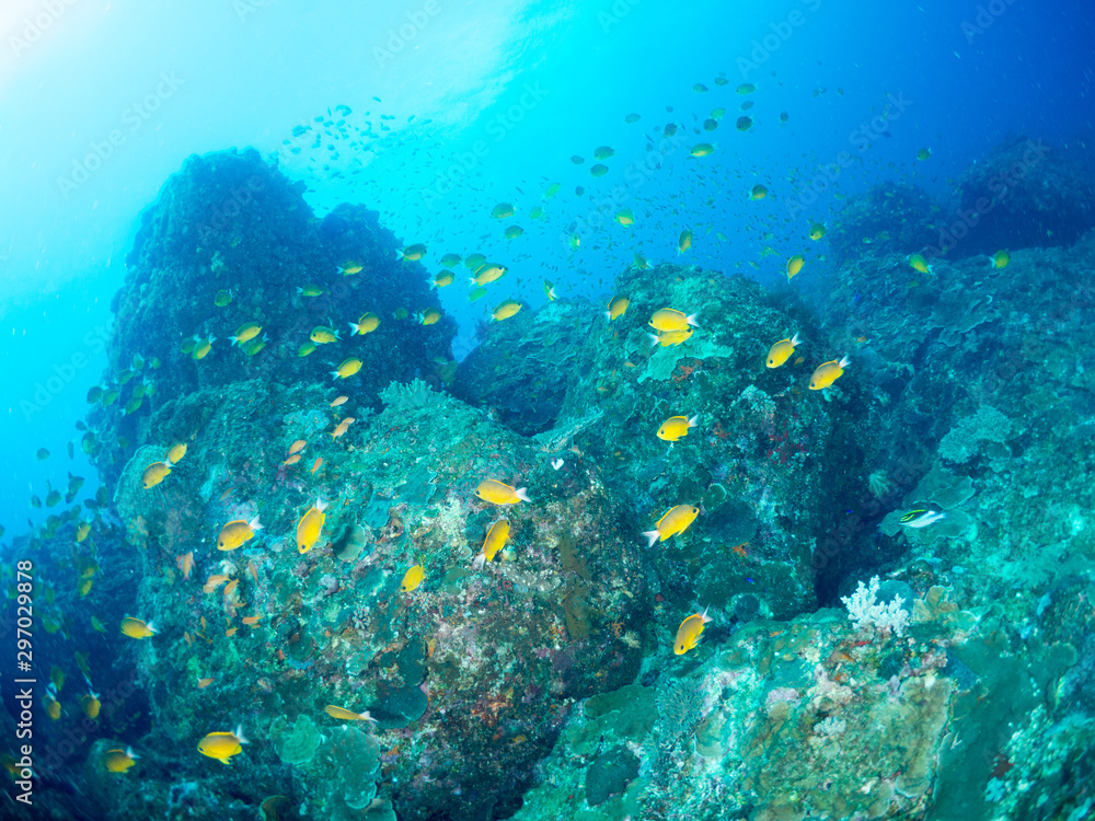 Fototapeta premium 鹿児島_薩摩硫黄島_スキューバダイビング