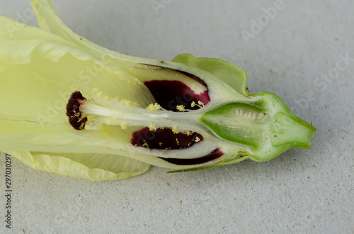 Canvastavla Okra Blossom Cross Section