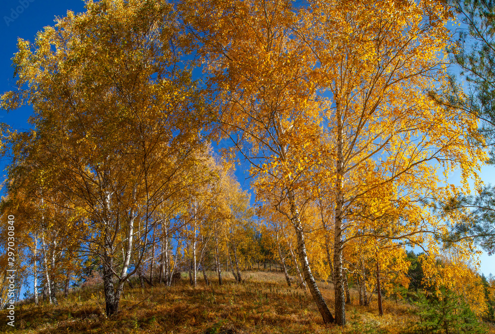 Fototapeta premium Autumn forest on a background of blue sky. Indian summer in October.