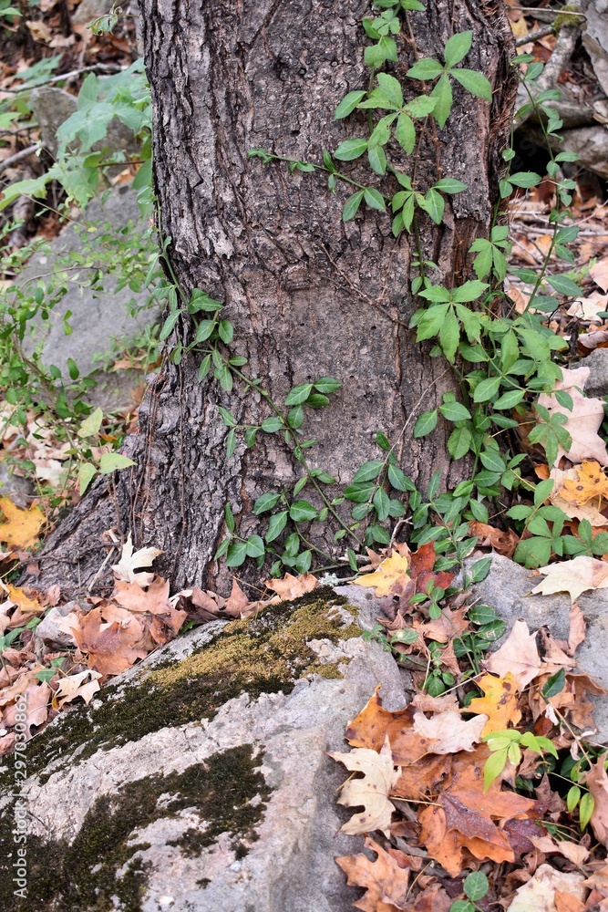 Beginning of Fall Beginning of Fall