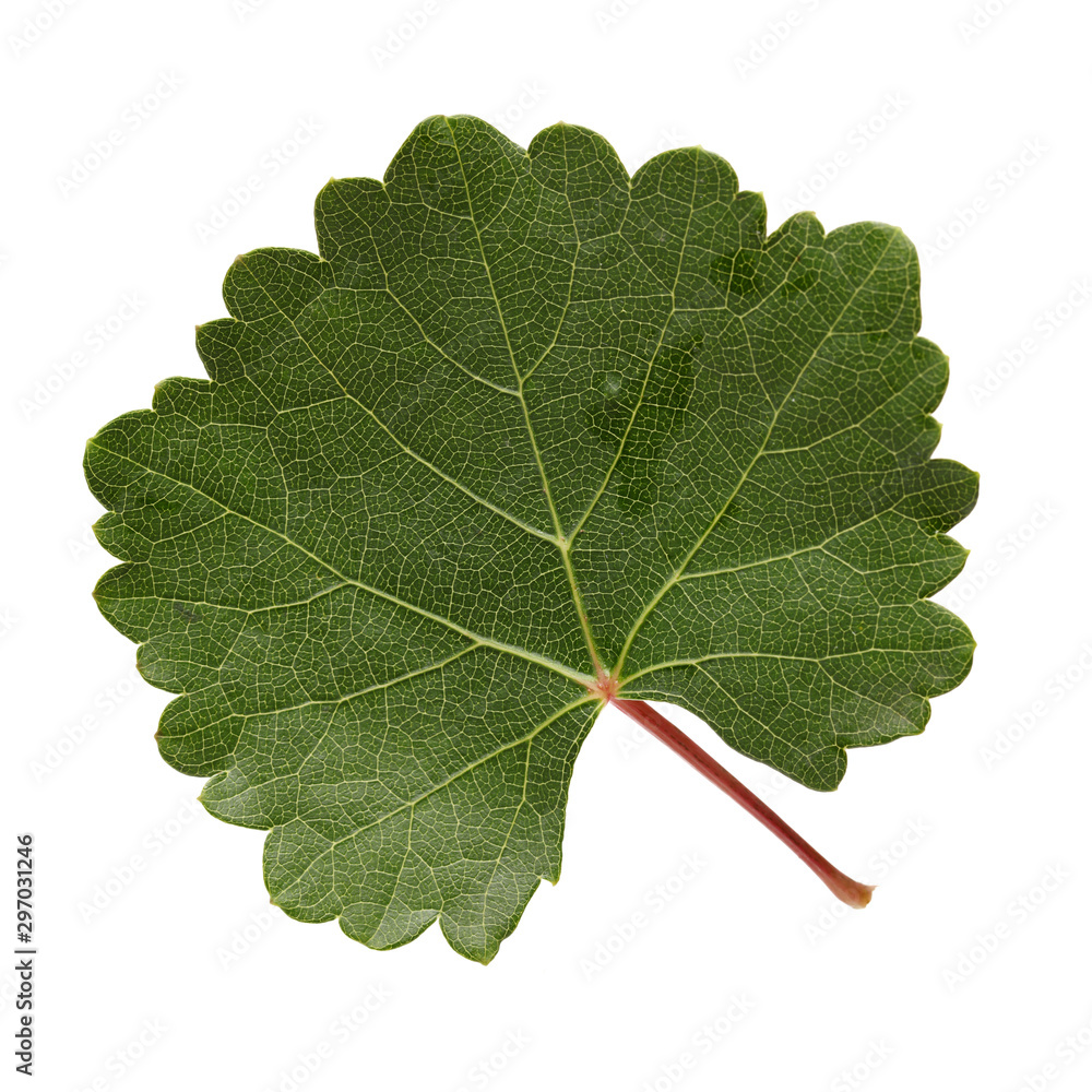 Fototapeta premium leaf on the white isolated background