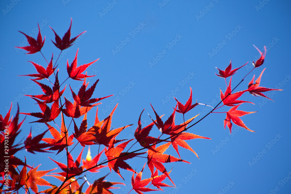 青空と紅葉