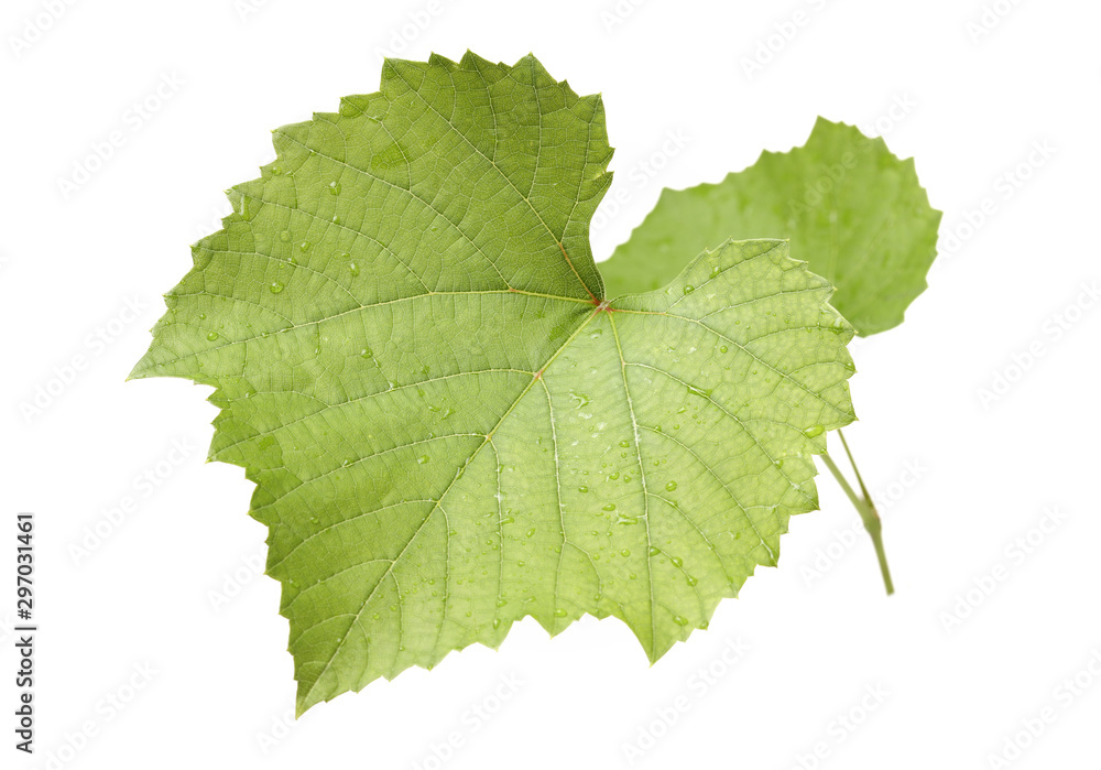 Fresh Green Grape Leaf on isolated white Background