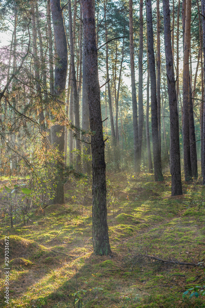 Obraz premium A forest with pine trees at sunrise and the fog in the morning