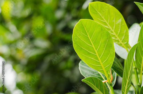 The young leave on tree in the rainy season new born. Feels fresh and relax.