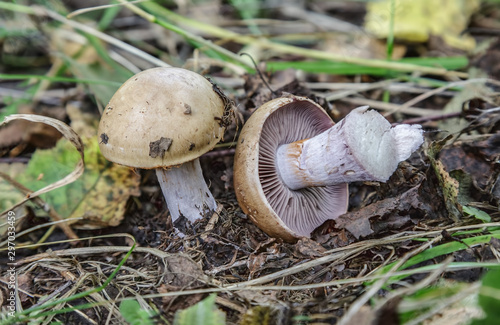  Blewits photo