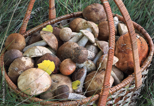 Mushrooms