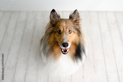 Shetland Sheepdog in front of a white background. Beautiful brown sheltie dog with blue eyes in a studio on white wood floor 