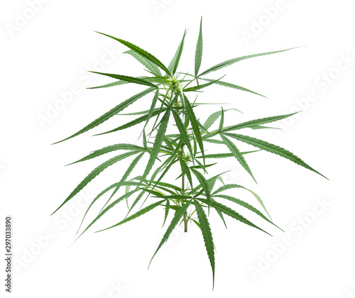 marijuana or cannabis leaf isolated on white background