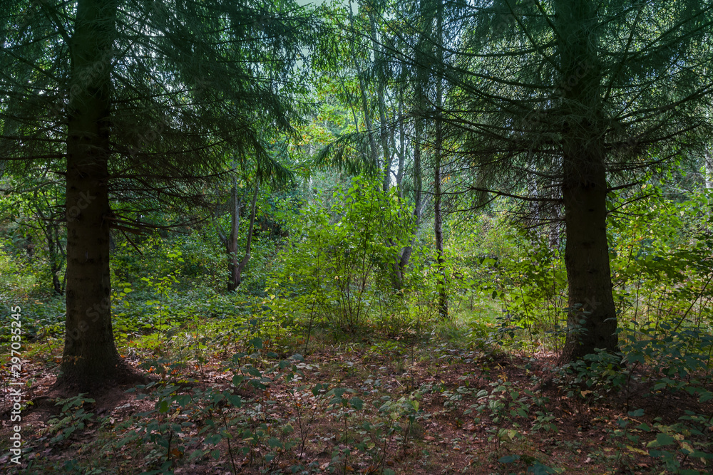 Fairytale forest in the summer. Beautiful forest landscape. Autumn morning cool in the coniferous  wood.