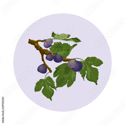 Vector illustration depicting a branch of a fig tree. On the branch you can see the fruits of the tree - figs and green leaves. Isolated image.