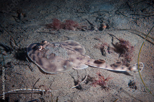 Juvenile Banded Guitarfish photo