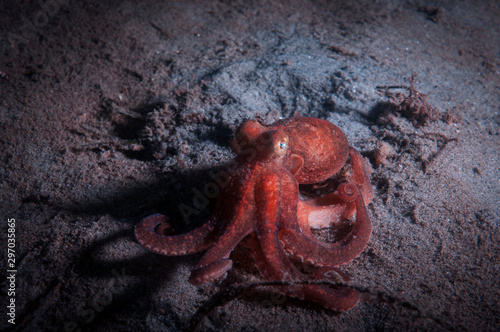Obraz na płótnie Pacific Red Octopus